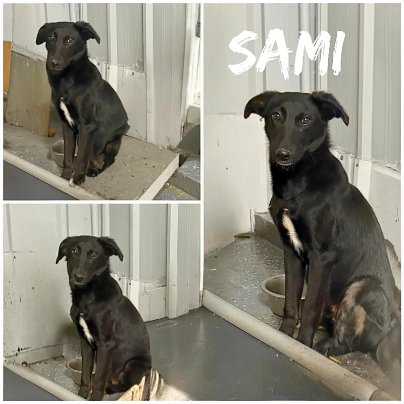 A young medium-sized male Black Fox Terrier dog named Sami for adoption in Saint James, MO