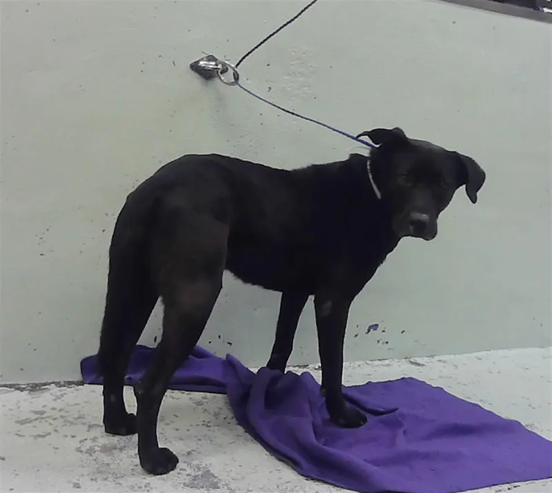 An adult large-sized male Staffordshire Bull Terrier dog named Marty for adoption in Houston, TX