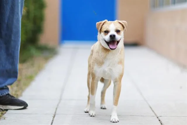 An adult medium-sized male Pug dog named Timone for adoption in Albuquerque, NM