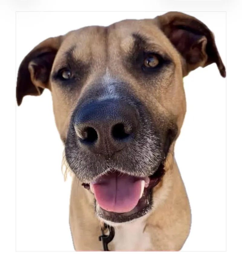 An adult medium-sized male Mixed Breed dog named Sploot for adoption in Wilsall, MT