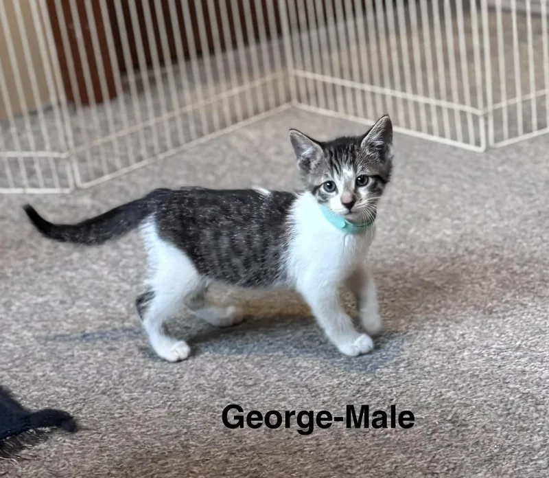 A baby medium-sized male Domestic Medium Hair cat named George for adoption in Crystal Lake, IL