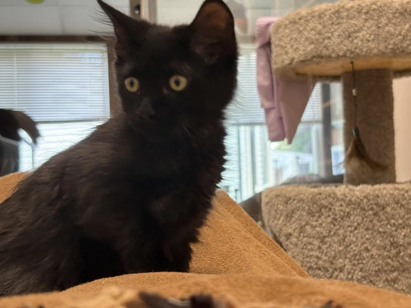 A baby medium-sized male Black Domestic Short Hair cat named Dexter for adoption in Walled Lake, MI