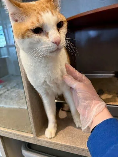A senior medium-sized male Domestic Short Hair cat named Tofu for adoption in Washington, DC