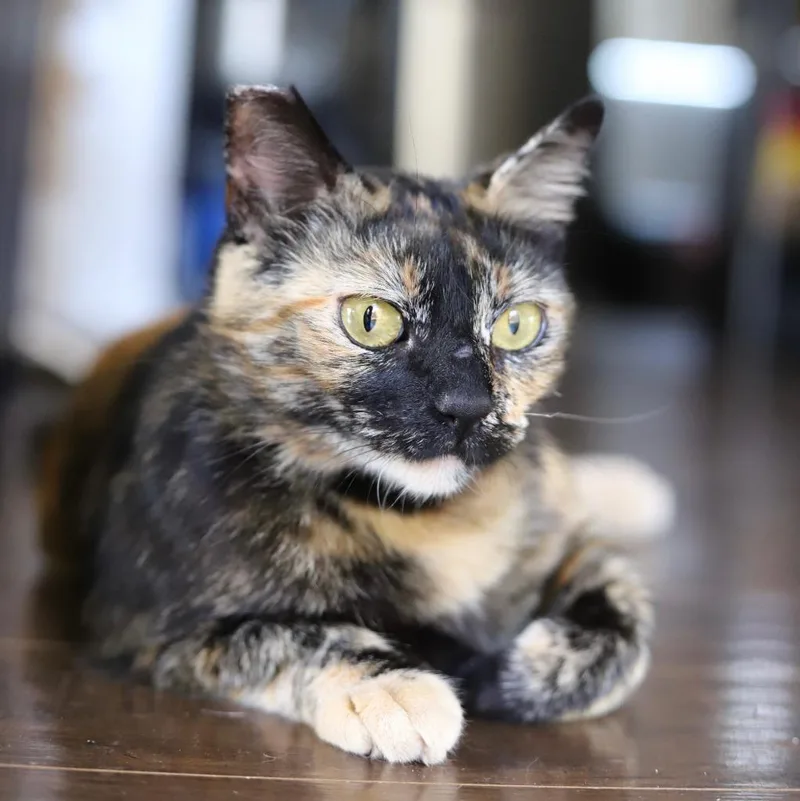 An adult medium-sized female Domestic Short Hair cat named Conchita for adoption in San Pedro, CA