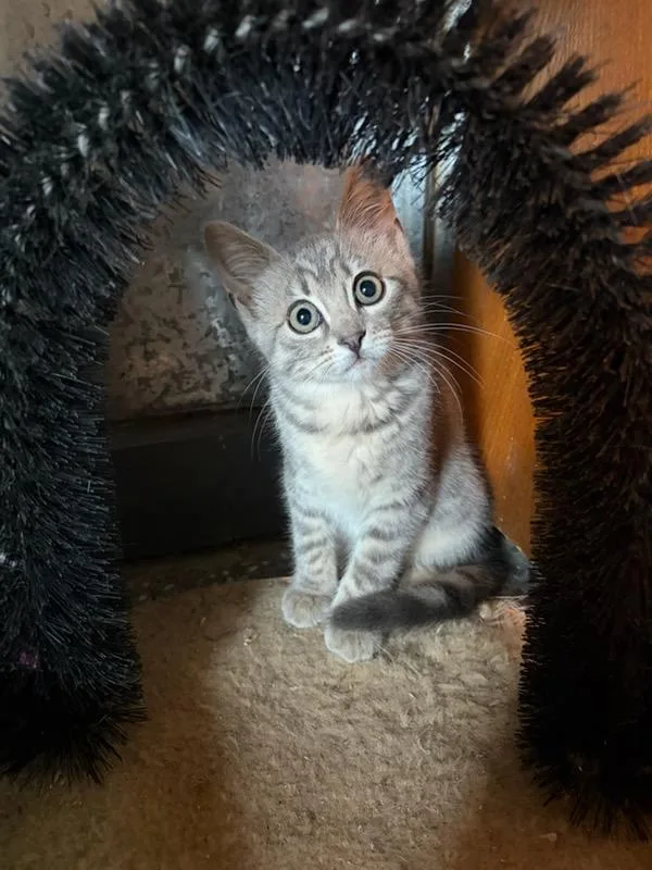 A baby medium-sized female Tabby (Gray / Blue / Silver) Domestic Short Hair cat named Poppy for adoption in Mount Sterling, KY
