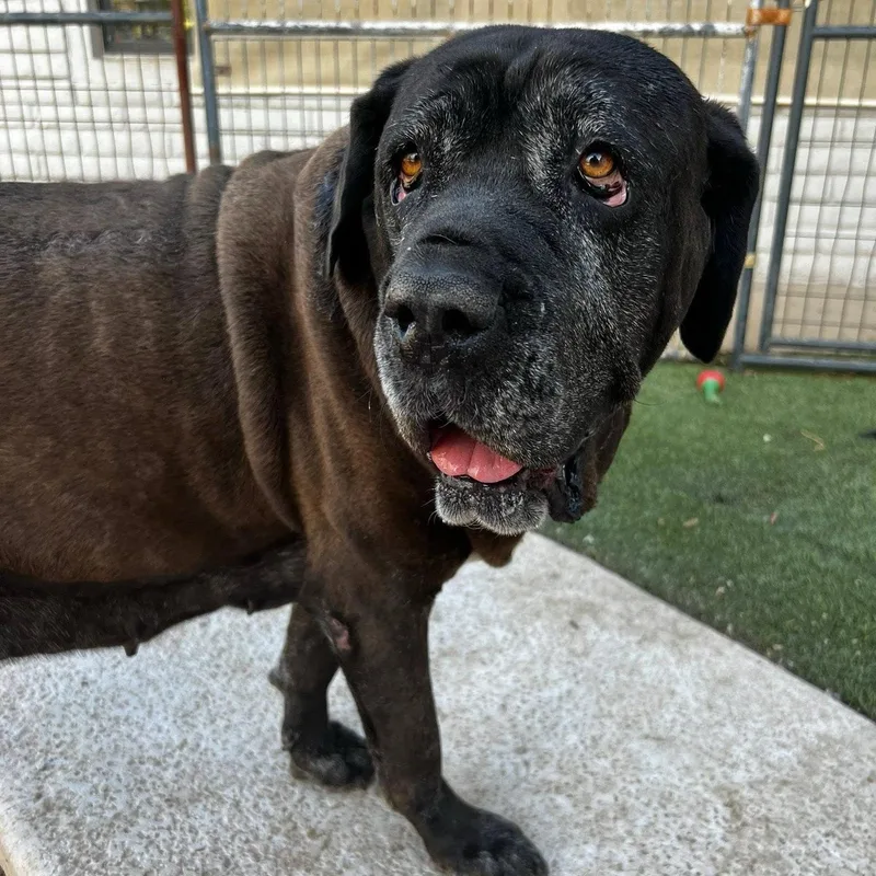 An adult extra large-sized female Mastiff dog named Flora for adoption in Glendale, AZ