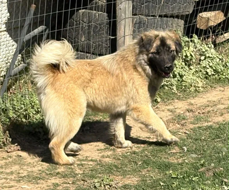 An adult medium-sized male Black Golden Retriever dog named Rocket for adoption in Watertown, CT