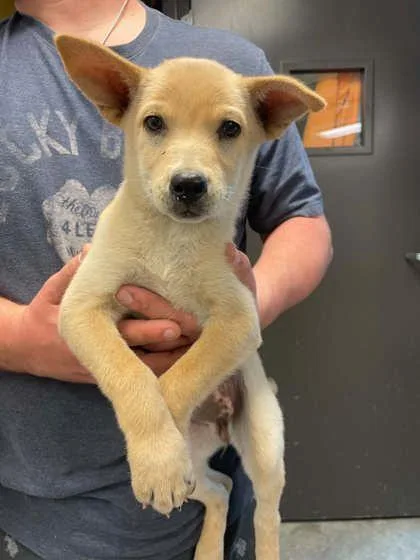 A young small-sized female Labrador Retriever dog named Ginger for adoption in Bowling Green, KY
