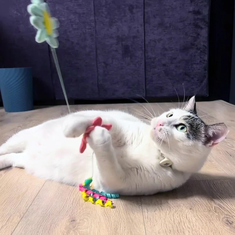 An adult large-sized male Tabby (Buff / Tan / Fawn) Domestic Short Hair cat named Charlie for adoption in Chicago, IL