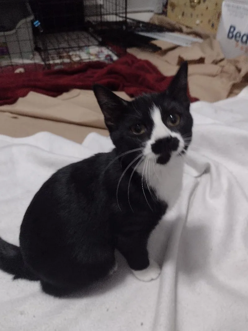 A baby medium-sized female White Domestic Short Hair cat named Maggie Ffc for adoption in Omaha, NE