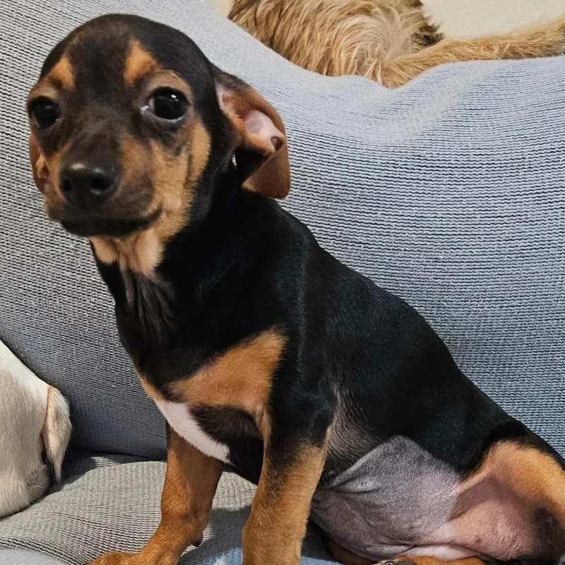 A baby small-sized female Black Chihuahua dog named Rachel JA chiweenie for adoption in North Port, FL