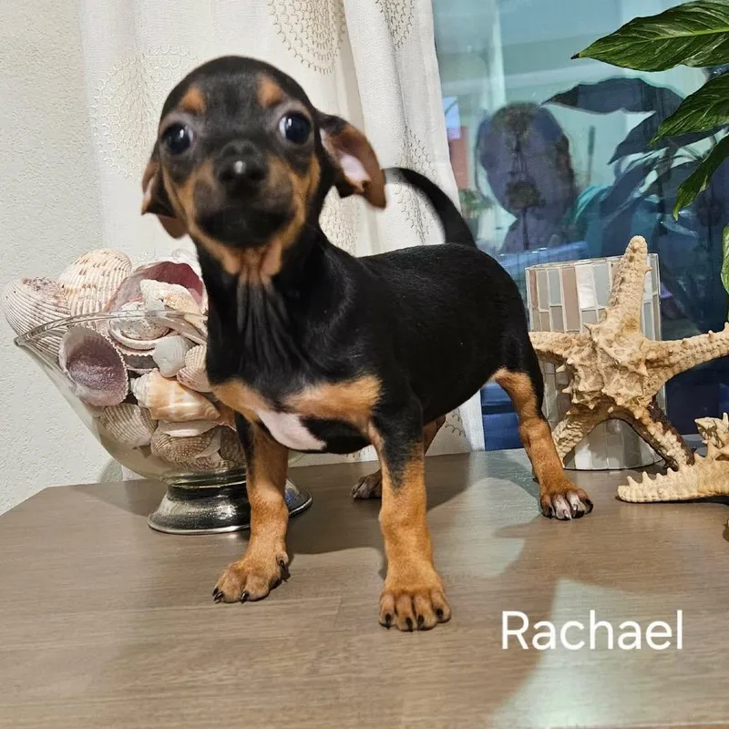 Rachel  JA chiweenie thumbnail 2