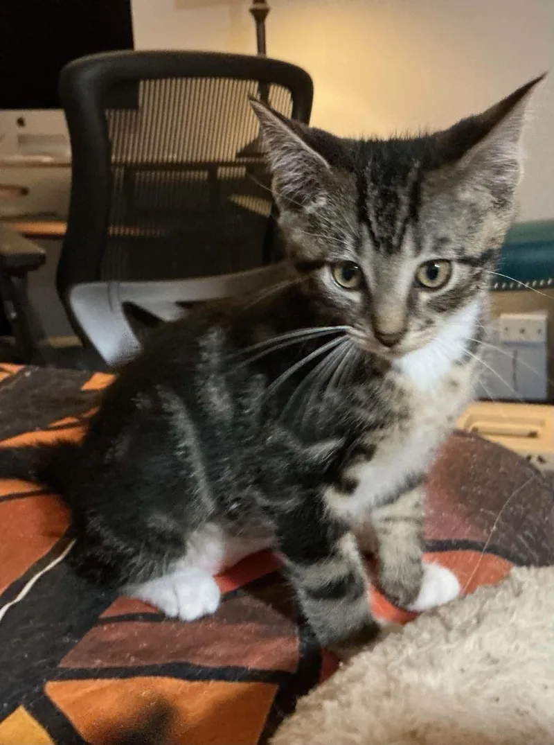 A baby small-sized male Domestic Short Hair cat named Kung Pao for adoption in Crystal Lake, IL