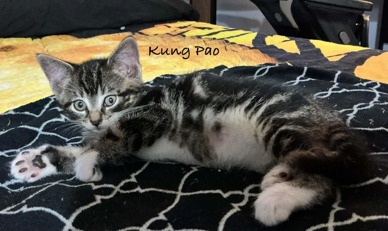 Kung Pao thumbnail 2