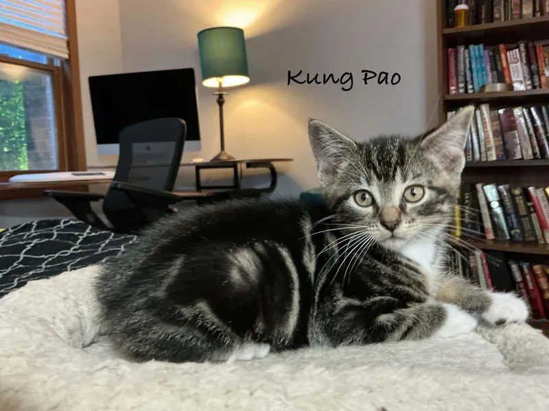 Kung Pao thumbnail 3