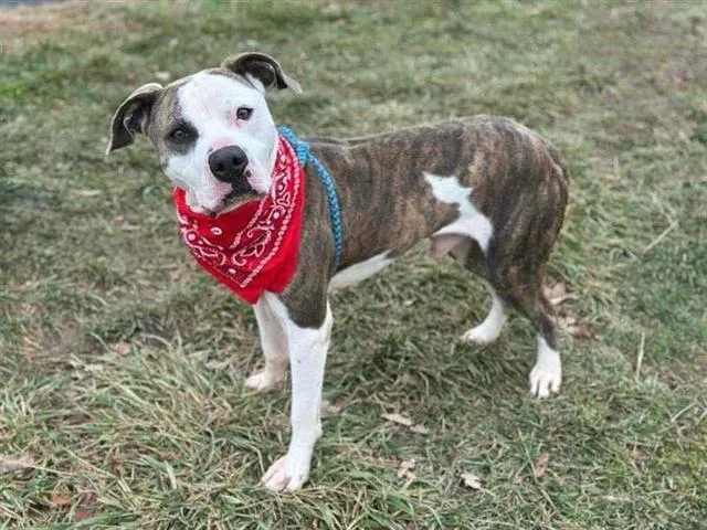 An adult medium-sized male Pit Bull Terrier dog named Mufasa for adoption in Saint Louis, MO