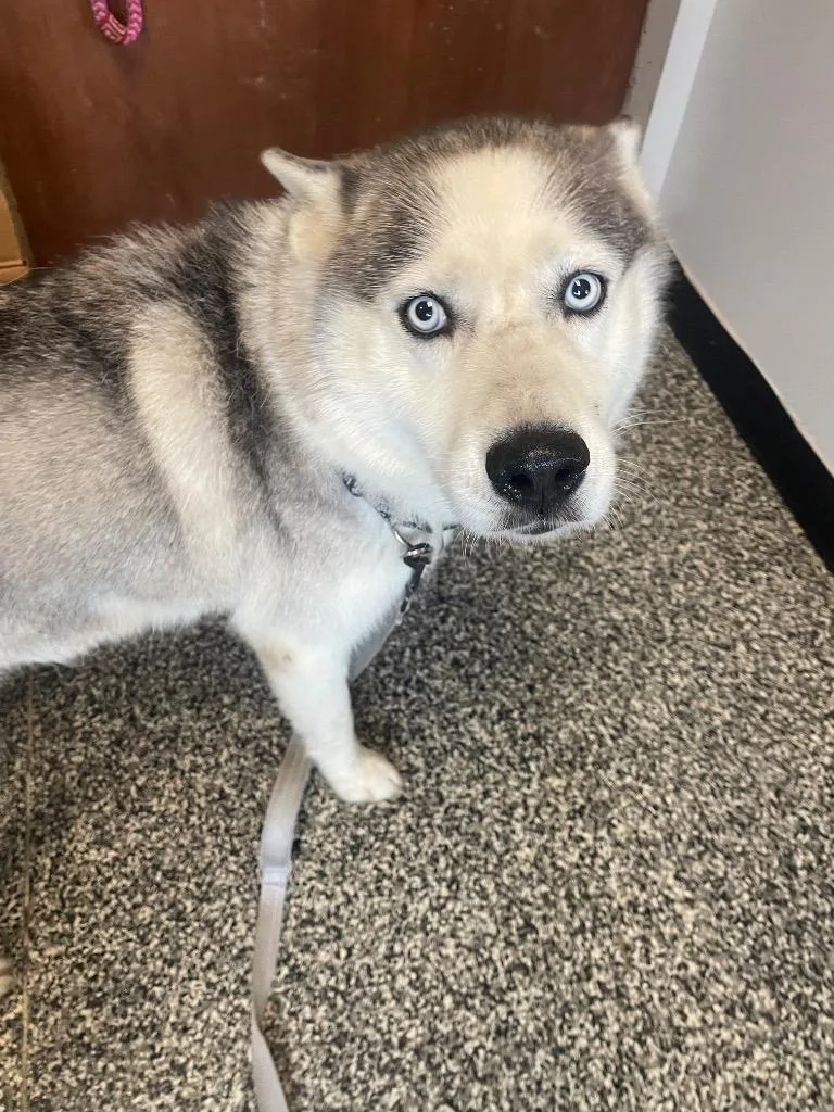 A senior large-sized female Mixed Breed dog named Luna for adoption in Columbia, TN