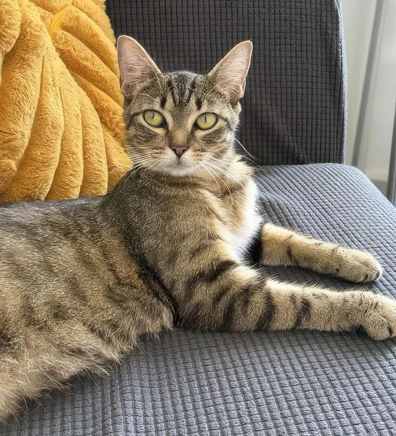 Miss Pickles