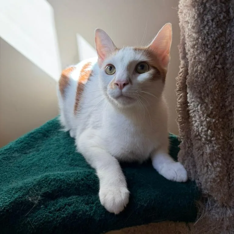 An adult large-sized male Domestic Short Hair cat named Billy for adoption in Agoura Hills, CA