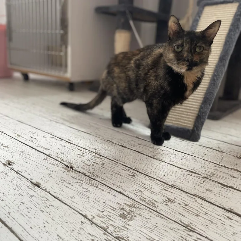 Escargot thumbnail 3