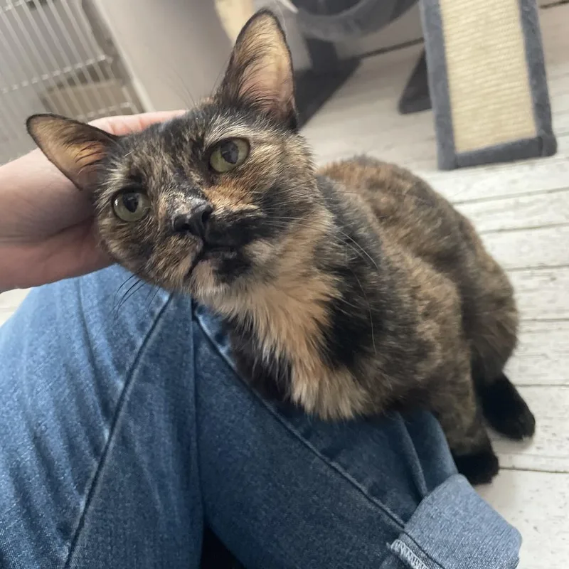 Escargot thumbnail 4