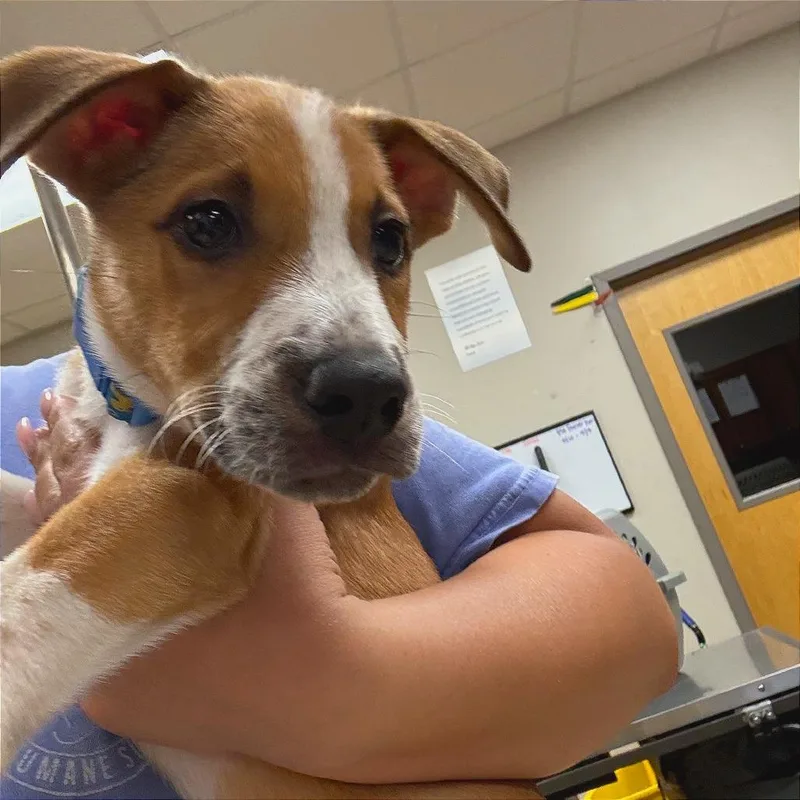 A baby small-sized male Brown / Chocolate Hound dog named Donald  U for adoption in Tupelo, MS