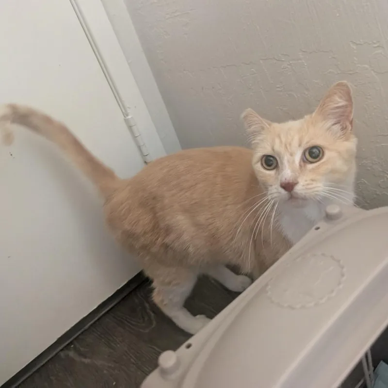 A senior small-sized female Orange / Red Domestic Short Hair cat named Lita for adoption in Long Beach, CA