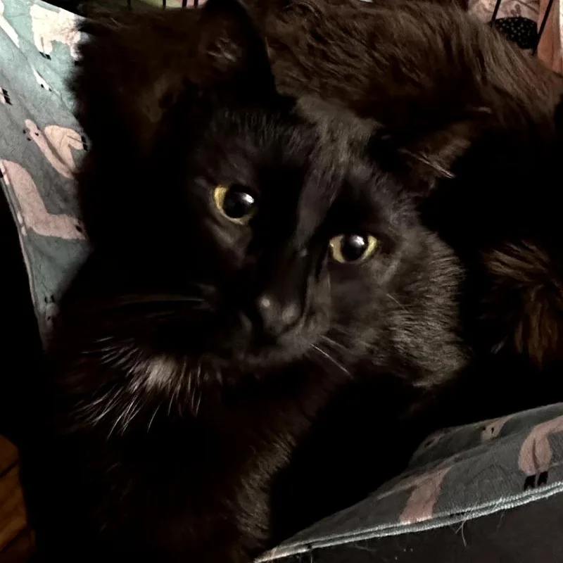A young small-sized male Black Domestic Short Hair cat named Bennie for adoption in Long Beach, CA