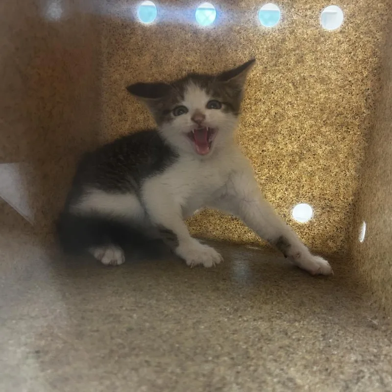 A baby small-sized male White Domestic Short Hair cat named Magic for adoption in Philadelphia, PA