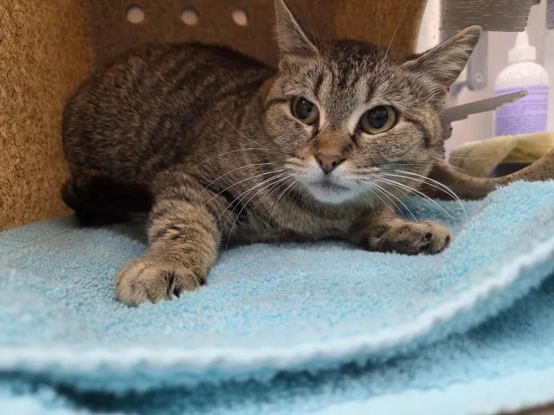 A young medium-sized female Domestic Short Hair cat named Charcuterie for adoption in Hagerstown, MD