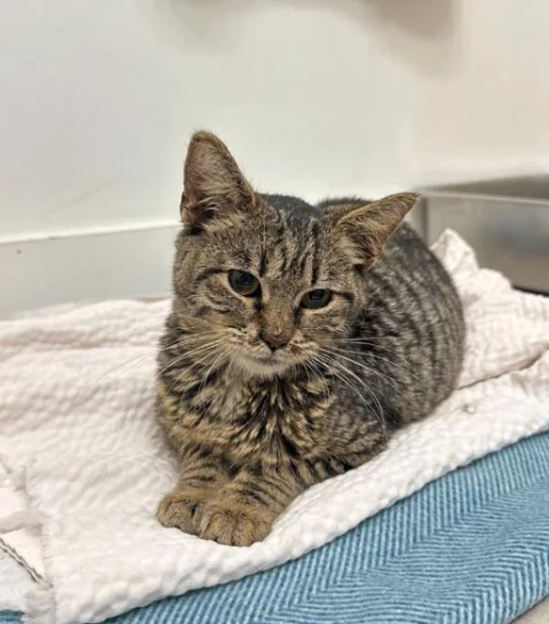 An adult medium-sized female Domestic Short Hair cat named Daisy for adoption in Miami, FL