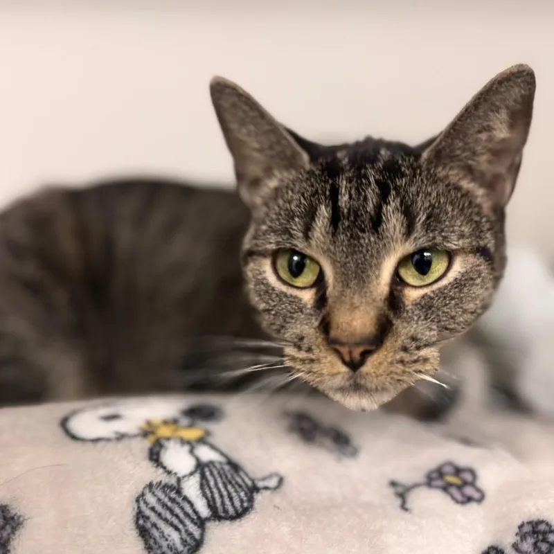 A young medium-sized female Brown / Chocolate Domestic Short Hair cat named Cardi for adoption in Wheeling, IL