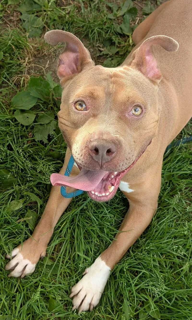 An adult medium-sized male Brown / Chocolate Pit Bull Terrier dog named Sumo for adoption in Chicago, IL