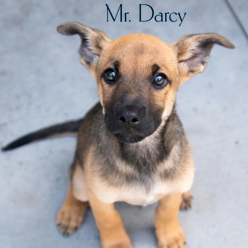 Mr. Dracy