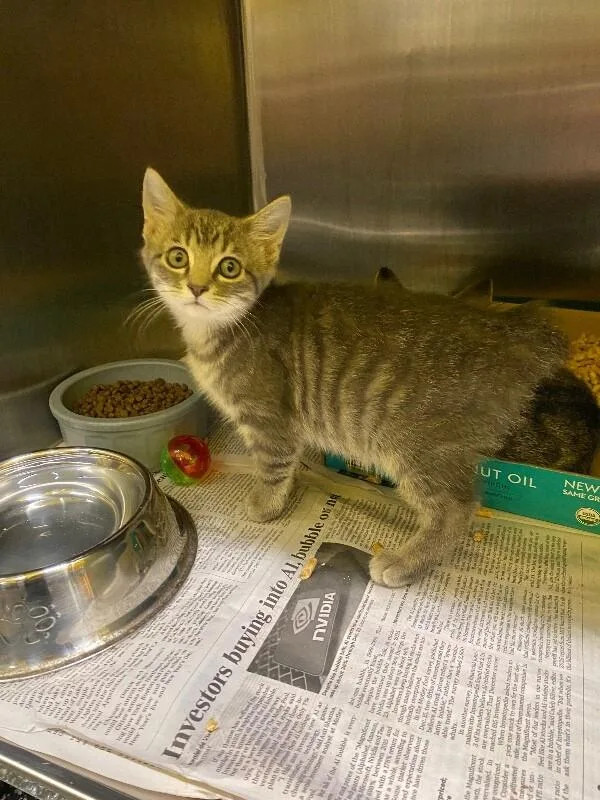 A young medium-sized female Tabby (Gray / Blue / Silver) Domestic Short Hair cat named Tadpole for adoption in Jackson, TN
