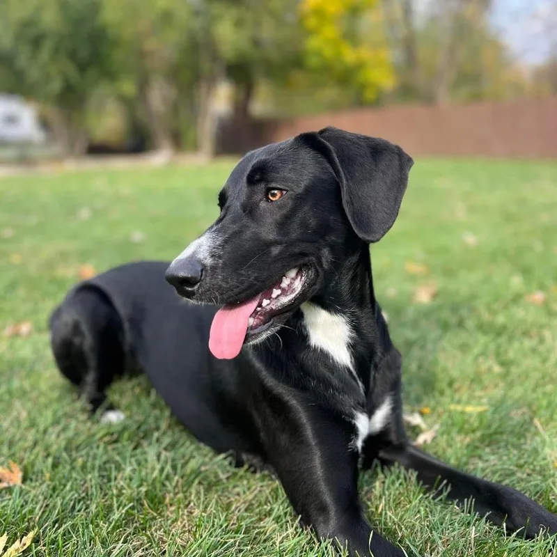 An adult large-sized female Black Mixed Breed dog named Peppercorn"Pepper" for adoption in Huntsville, AL
