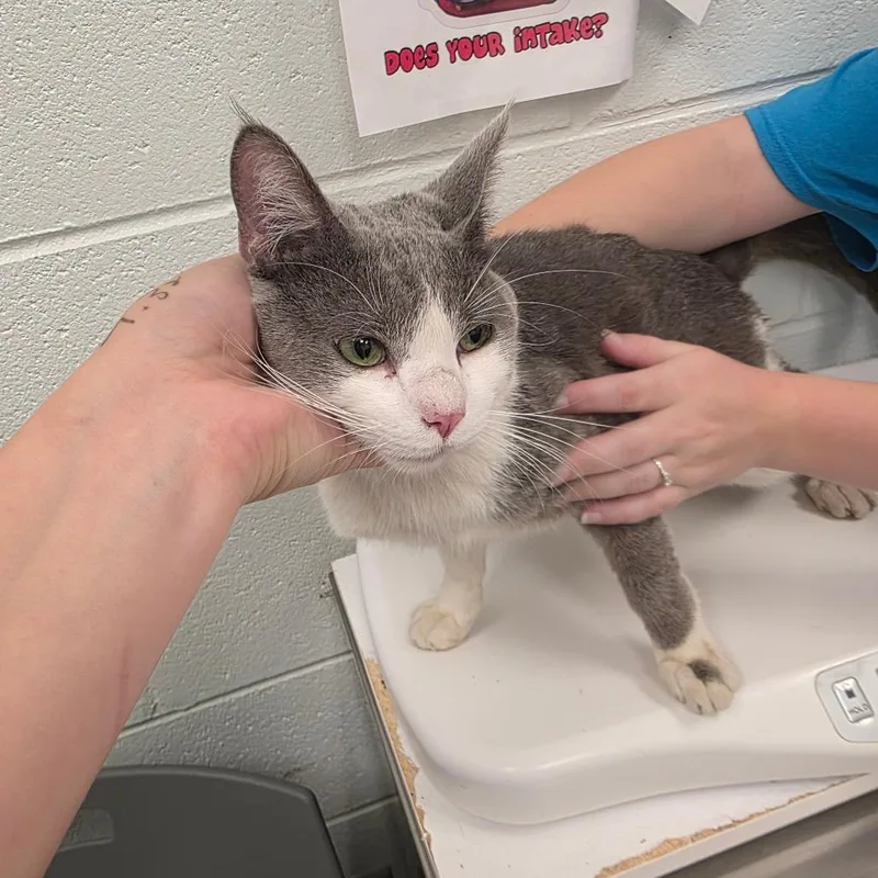 A young medium-sized male Gray / Blue / Silver Domestic Short Hair cat named Jordie for adoption in Chattanooga, TN