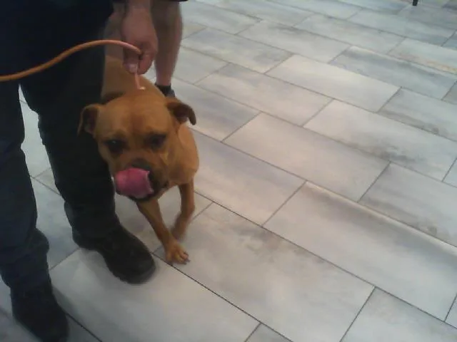 An adult large-sized female Boxer dog named Mila for adoption in Charlotte, NC