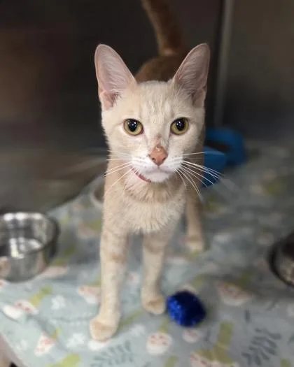 An adult medium-sized female Domestic Short Hair cat named Peach Crumble for adoption in Westland, MI