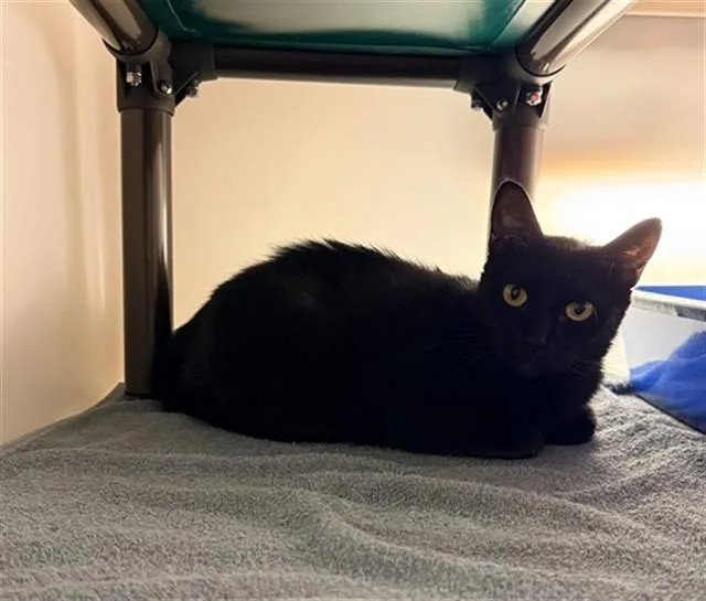 A young medium-sized female Domestic Short Hair cat named Athena for adoption in Statesville, NC