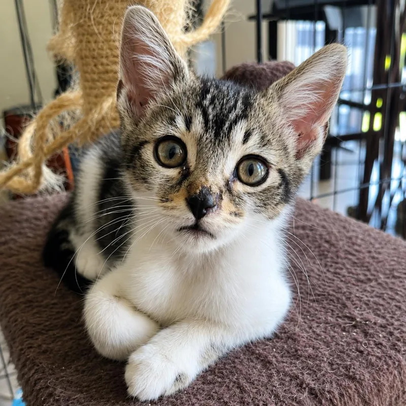 A baby small-sized female Brown / Chocolate Domestic Short Hair cat named Jessie for adoption in Lauderhill, FL