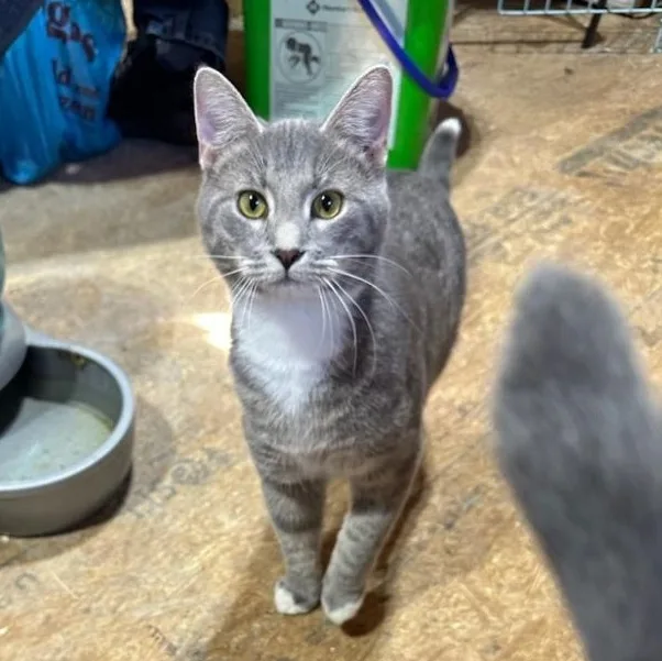 A young medium-sized male Domestic Short Hair cat named Tippy for adoption in Marion, NC