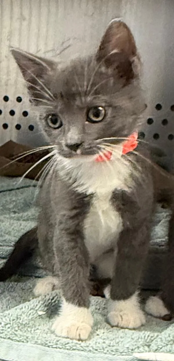 A baby medium-sized female Domestic Short Hair cat named Fleet for adoption in Oakland, CA