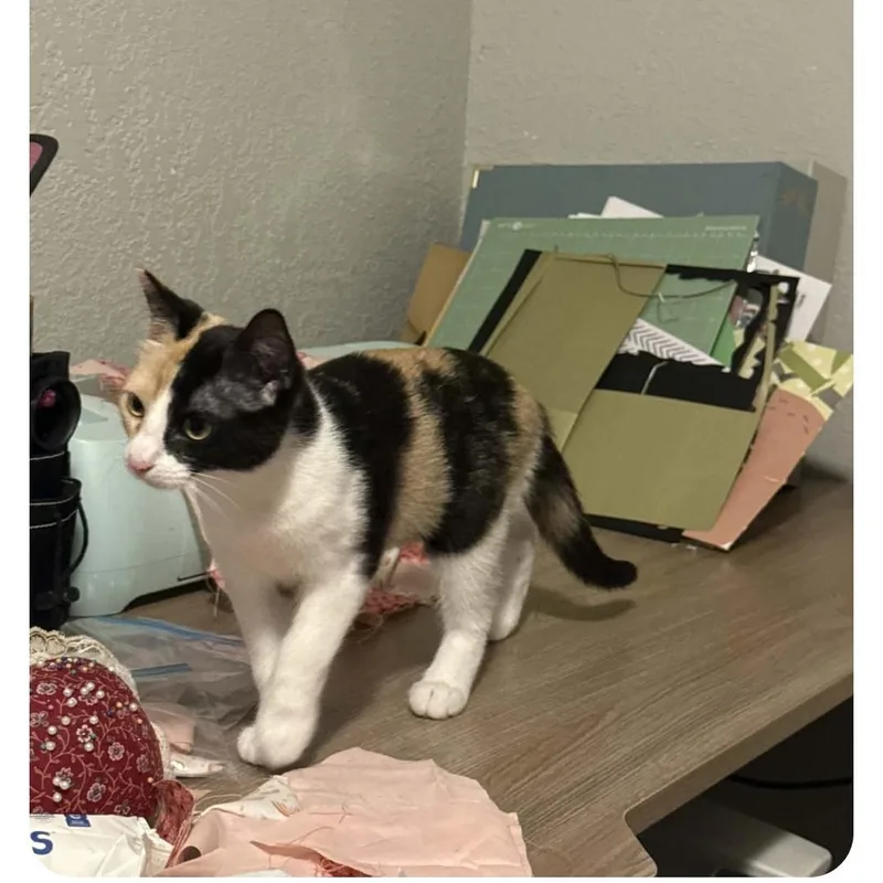A baby small-sized female Calico Domestic Short Hair cat named Becky for adoption in Sedalia, MO