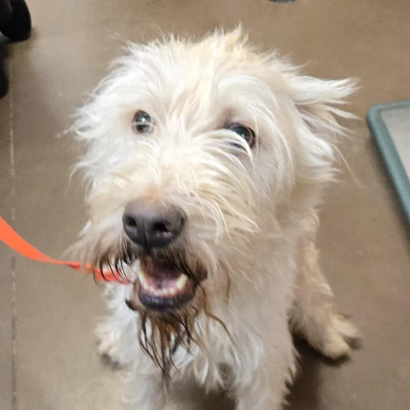 An adult medium-sized male Apricot / Beige Terrier dog named Onion for adoption in Flagstaff, AZ