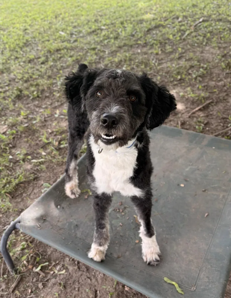 An adult medium-sized male Labradoodle dog named Scrappy for adoption in Jefferson, WI