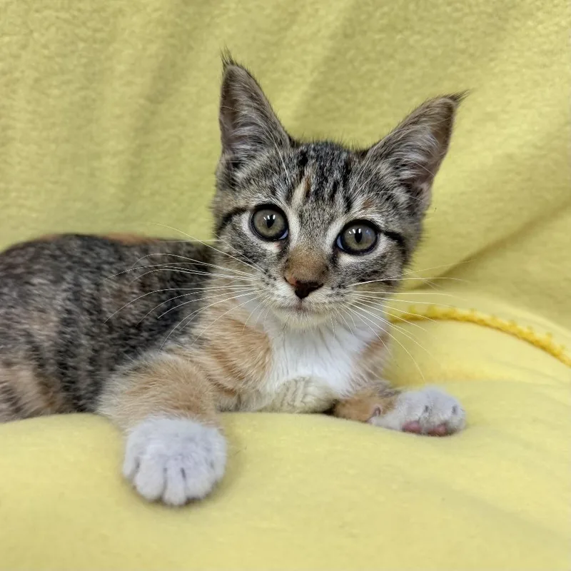 A baby small-sized female Brown / Chocolate Domestic Short Hair cat named Angeles for adoption in Long Beach, CA