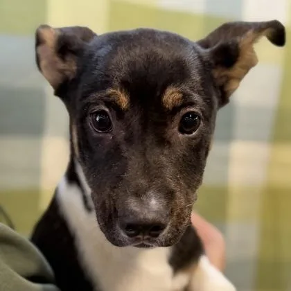 A baby large-sized female German Shepherd Dog dog named Jemma for adoption in Sacramento, CA