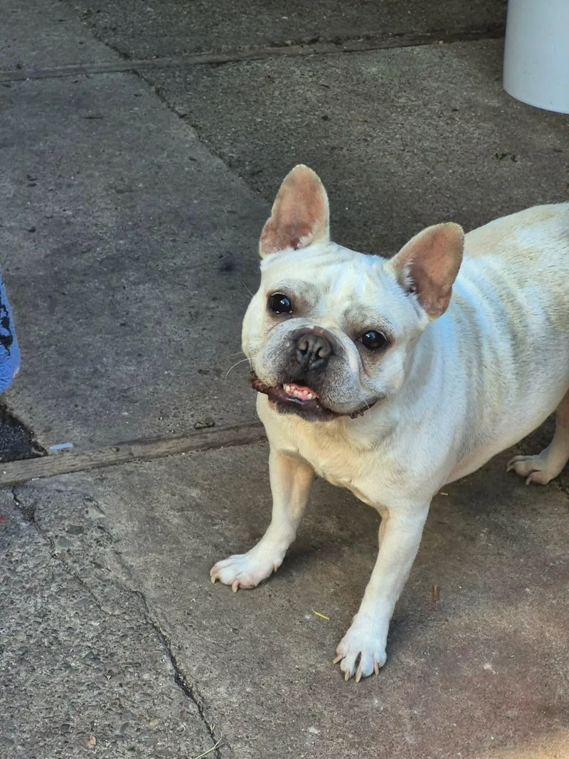 An adult small-sized female French Bulldog dog named Fiona for adoption in modesto, CA