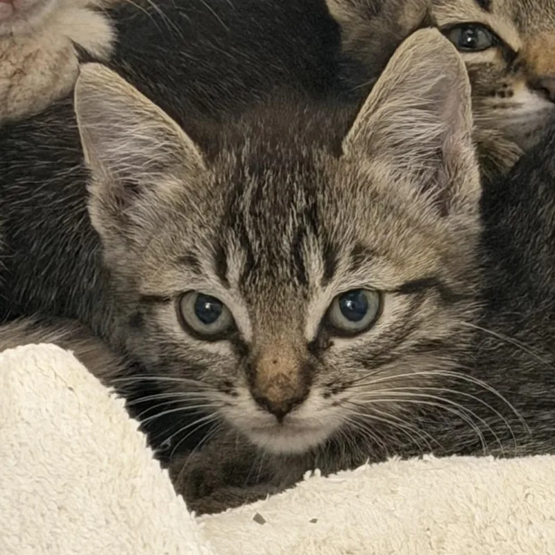 A baby small-sized female Brown / Chocolate Domestic Short Hair cat named Dumbbell for adoption in Rifle, CO